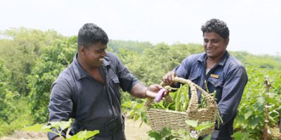 organic-farming-6 organic-farming-6