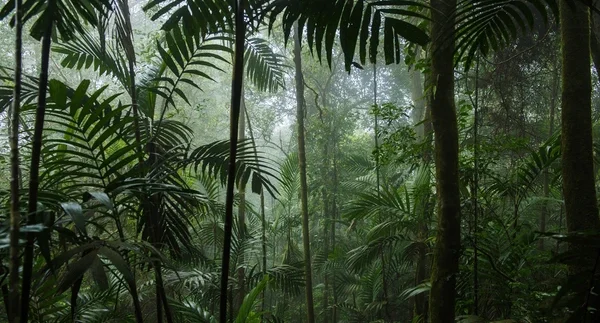 tropical-rainforest-landscapetropical-forestforest-600nw-511745713